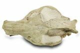 Superb, Fossil Oreodont (Eporeodon) Skull w/ Atlas Vertebra #372996-7